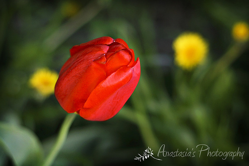 Red Tulip