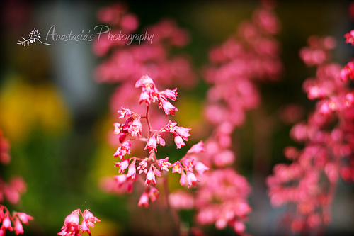 Pretty spring flowers in bloom