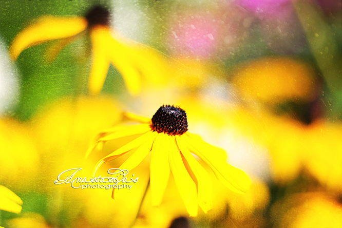 Sun kissed petals