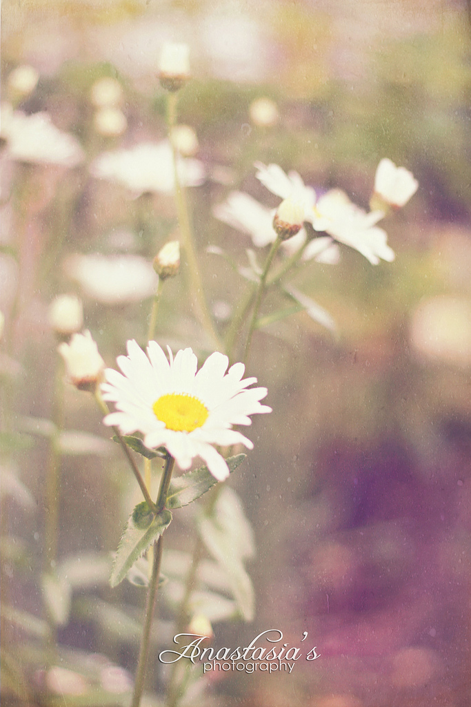 White simplicity