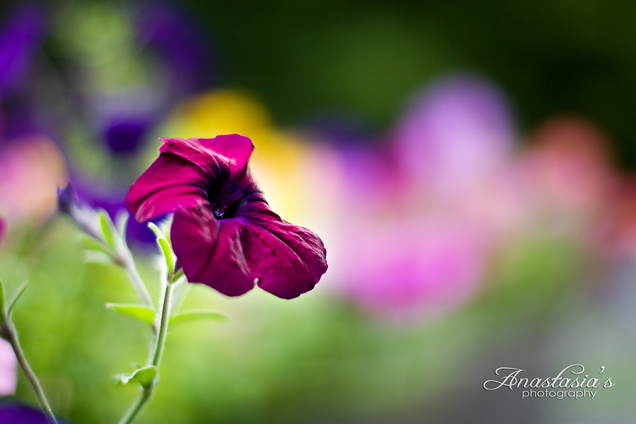 Petunias
