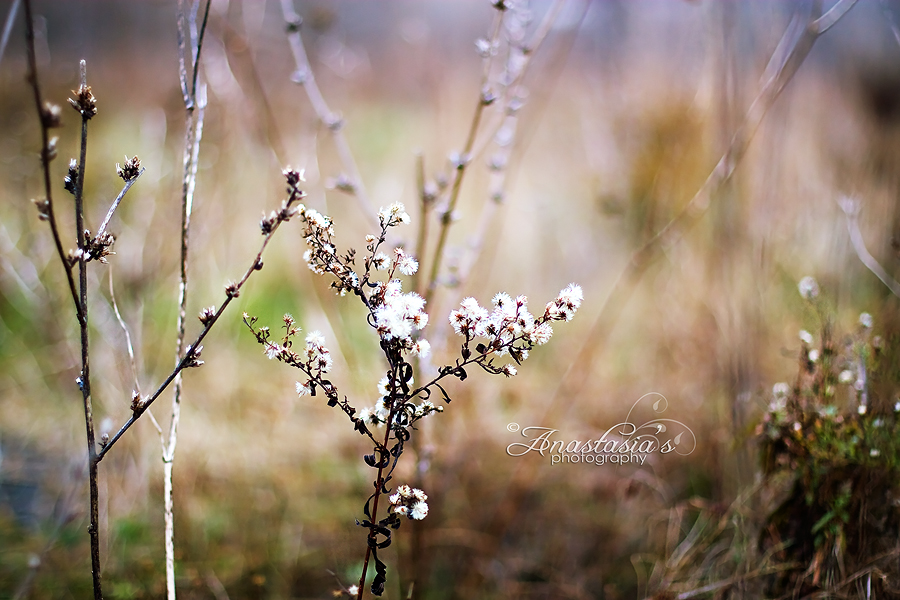 Aster seed gems