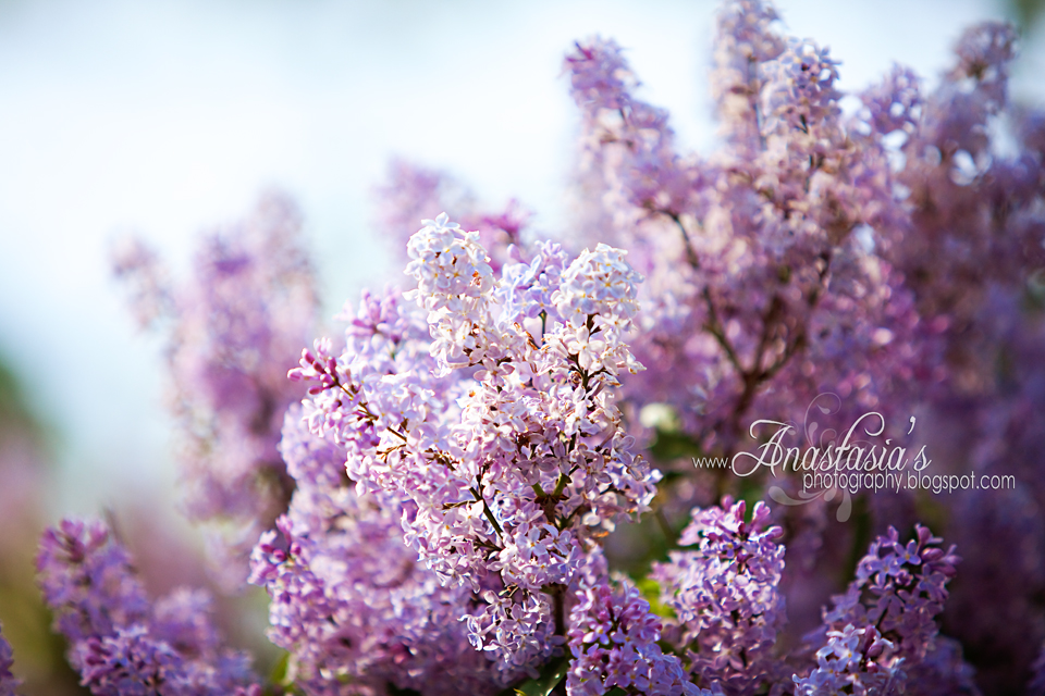 Spring lilacs