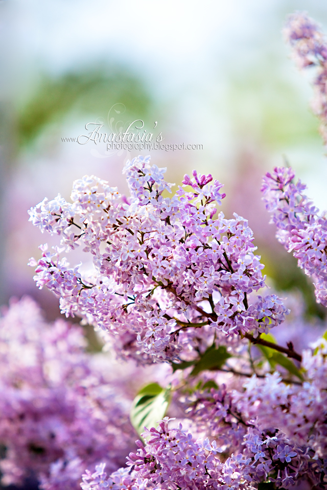 Golden lilacs