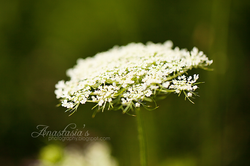 Summer Queen Anne's lace